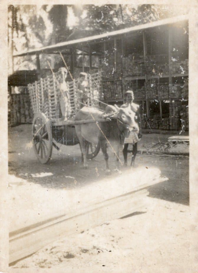 A bullock cart loaded with timber standing at the yard, with racks of stacked timber filling the shed behind.